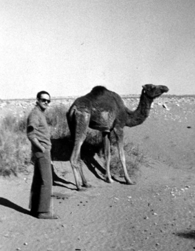 [1969 gennaio] Il cammello di Ghardaia [Algeria]